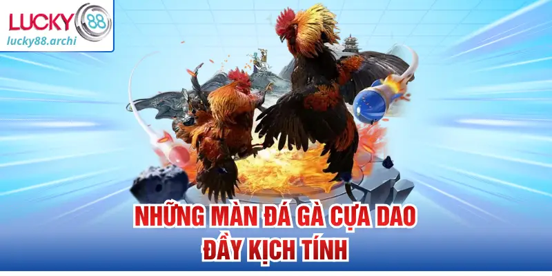 Những màn đá gà cựa dao đầy kịch tính